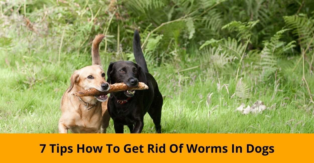 Get Rid Of Worms In Dogs