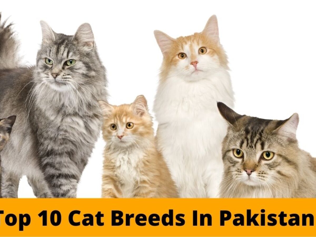 10 Fluffy Cat Breeds