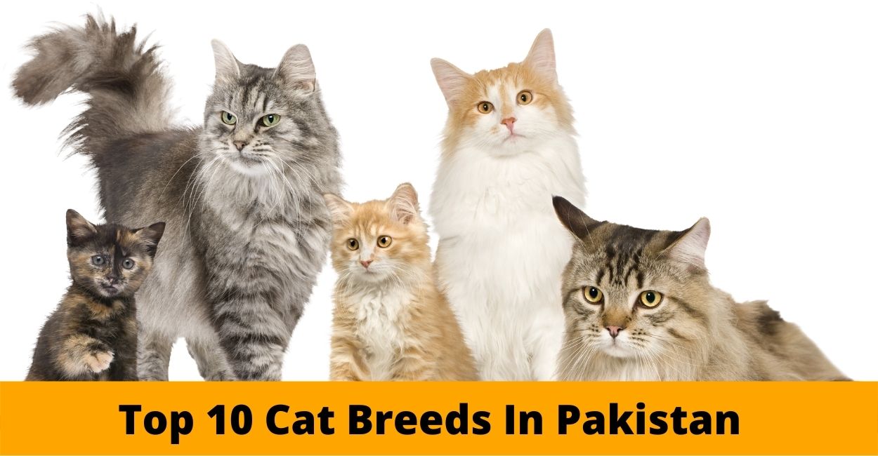 Top 10 Cat Breeds In Pakistan 2022 ePetStore.pk
