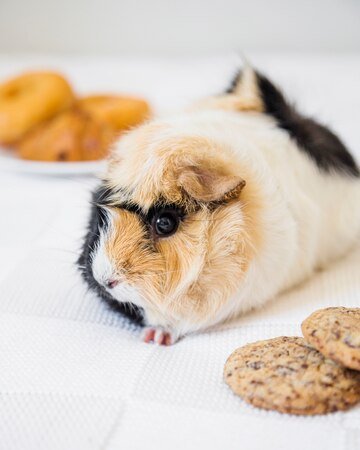 Tumors and Cancers in Hamsters