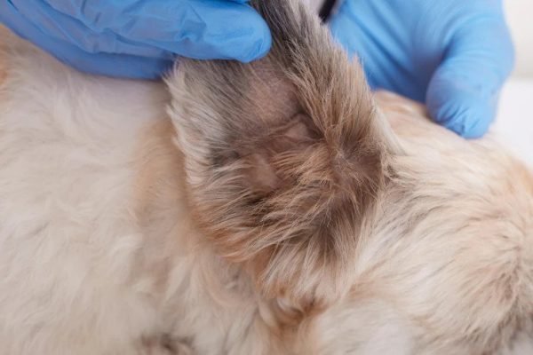 Salivary Gland in Dogs