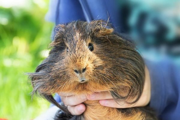 Cancers in Guinea Pigs