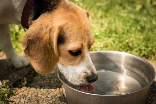 water should a dog drink every day